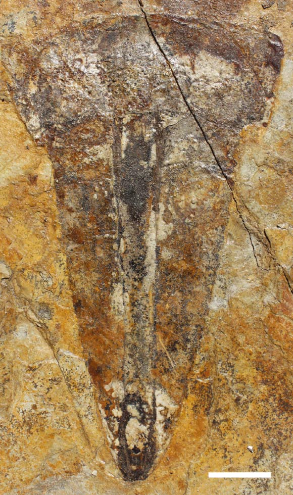 Holotype specimen (part) of Hibbertopterus lamsdelli. Scale bar - 4 cm. Image credit: Braddy et al., doi: 10.1080/08912963.2022.2032690.