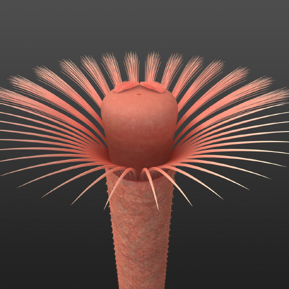 Life reconstruction of Iotuba chengjiangensis, showing front of body with everted head (with branchial filaments and mouth) surrounded by cage of spines (chaetae). Image credit: ZhiFei Zhang.