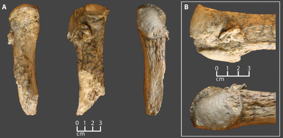 The Manis mastodon rib with an embedded projectile point: (A) three views of the rib fragment with embedded point; (B) close-up views of the embedded point; note root staining on the bone and embedded bone point. Image credit: Waters et al., doi: 10.1126/sciadv.ade9068.