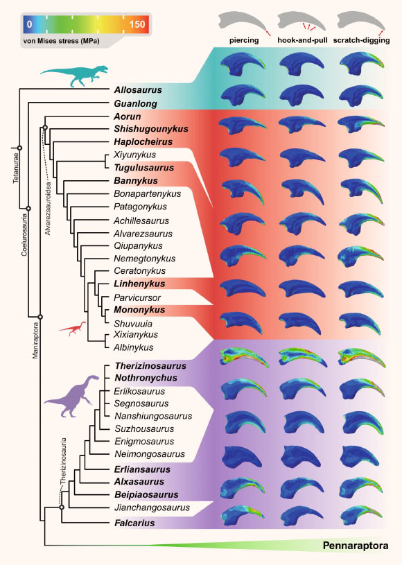 Phylogenetic comparison of von Mises stress plots of dinosaur manual unguals under three functional scenarios. Image credit: Qin et al., doi: 10.1038/s42003-023-04552-4.