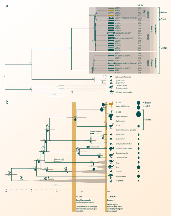 Molecular dated phylogenetic tree showing the mitochondrial relationships between eggshell specimens from northern, central and southern Madagascar. Image credit: Grealy et al., doi: 10.1038/s41467-023-36405-3.