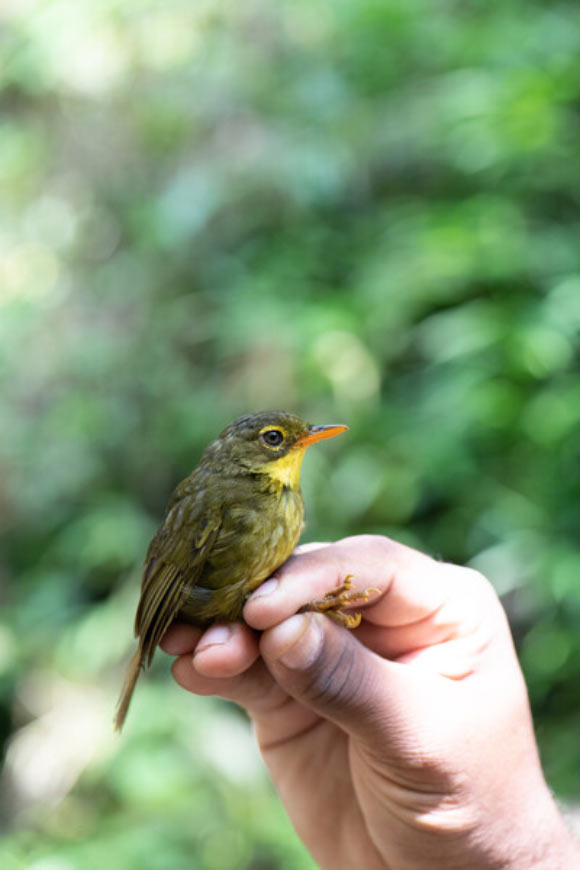 The dusky tetraka (Xanthomixis tenebrosa) is the second species to be rediscovered by the Search for Lost Birds. Image credit: John C. Mittermeier.