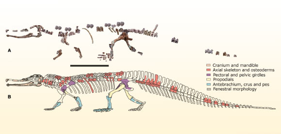 Colossosuchus techniensis. Image credit: Debajit Datta & Sanghamitra Ray, doi: 10.1002/spp2.1476.