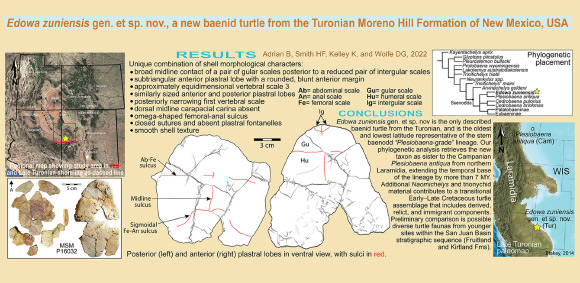 Edowa zuniensis. Image credit: Adrian et al., doi: 10.1016/j.cretres.2022.105422.