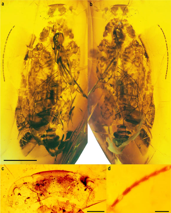 Alienopterix santonicus, holotype: (a) habitus in dorsal view; (b) habitus in ventral view; (c) head in dorsal view; (d) details of antennules. Scale bars 0.5 mm in (a, b), 0.2 mm in (c), 0.1 mm in (d). Image credit: Szabó et al., doi: 10.1007/s11756-022-01265-7.