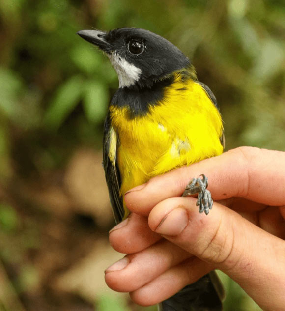 The regent whistler (Pachycephala schlegelii). Image credit: Ian Shriner.