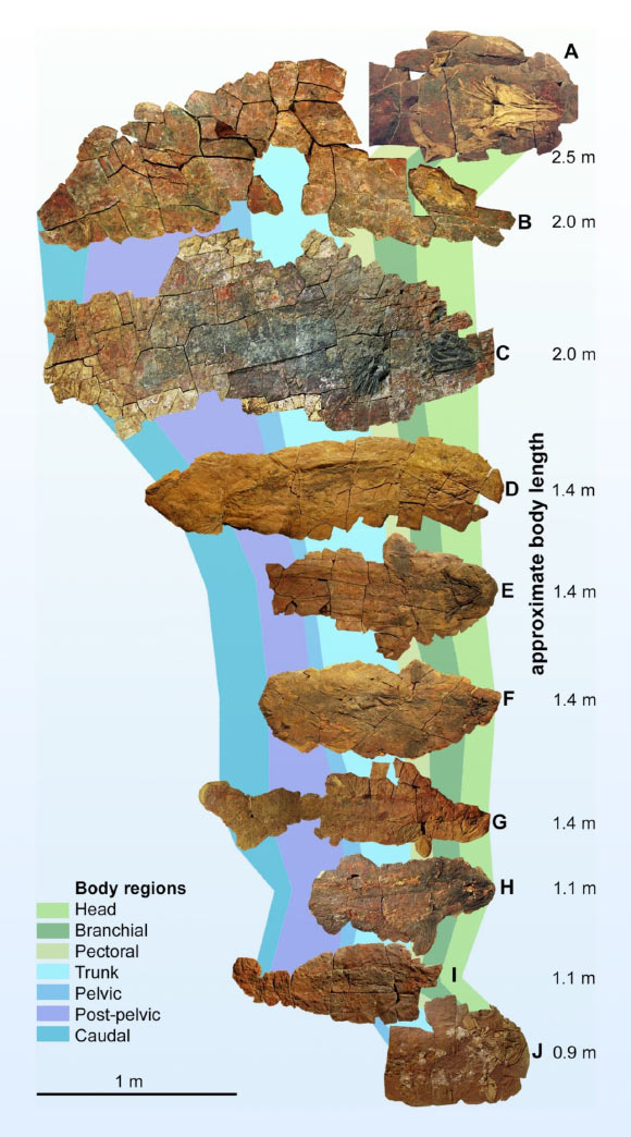 Skeletons of Maghriboselache mohamezanei from eastern Anti-Atlas, Morocco. Image credit: Klug et al., doi: 10.1186/s13358-023-00266-6.