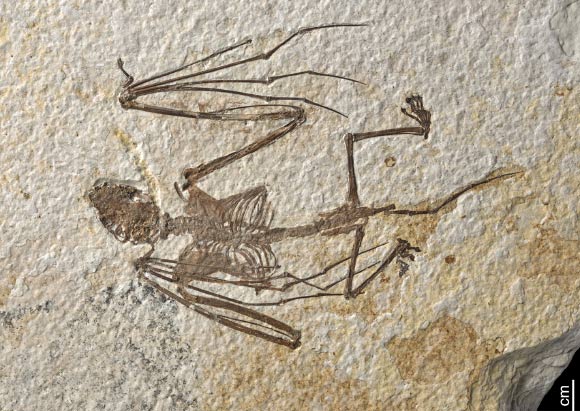 Icaronycteris gunnelli, holotype. Image credit: Rietbergen et al., doi: 10.1371/journal.pone.0283505.