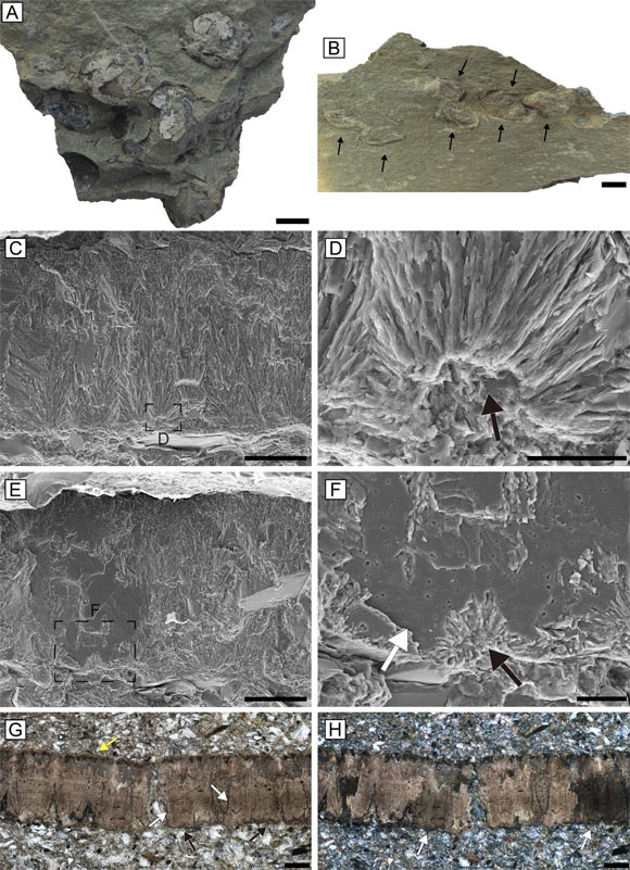 Clutch and eggshells of Testudoolithus aff. curiosa. Scale bars - 1 cm in (A, B), 100 μm in (C, E, G, H), 20 μm in (D, F). Image credit: Choi et al., doi: 10.1080/02724634.2023.2183866.