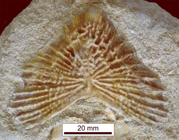 The bony scute of the Cretaceous sturgeon species from Morocco. Image credit: David M. Martill, doi: 10.1016/j.cretres.2023.105546.