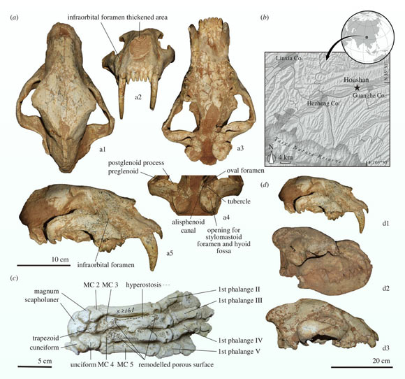 Amphimachairodus hezhengensis: (a) skull of Amphimachairodus hezhengensis; (b) geography of fossil locality; (c) Amphimachairodus sp. forepaw; (d) large predators contemporary with Amphimachairodus hezhengensis in the Linxia Basin: (d1) Amphimachairodus hezhengensis; (d2) Dinocrocuta gigantea; (d3) Agriotheriini ursid. Image credit: Jiangzuo et al., doi: 10.1098/rspb.2023.0019.