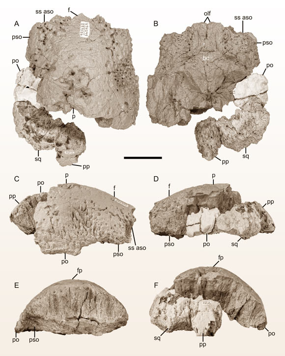 The holotype of Platytholus clemensi. Scale bar - 5 cm. Image credit: Horner et al., doi: 10.1080/02724634.2023.2190369.