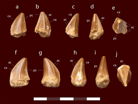 Teeth of Stelladens mysteriosus. Scale bar - 5 cm. Image credit: Longrich et al., doi: 10.3390/fossils1010002.