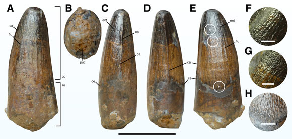 An isolated spinosaur tooth from East Sussex. Scale bars 10 mm in (A-E), 1 mm in (F-G). Image credit: Barker et al., doi: 10.7717/peerj.15453.