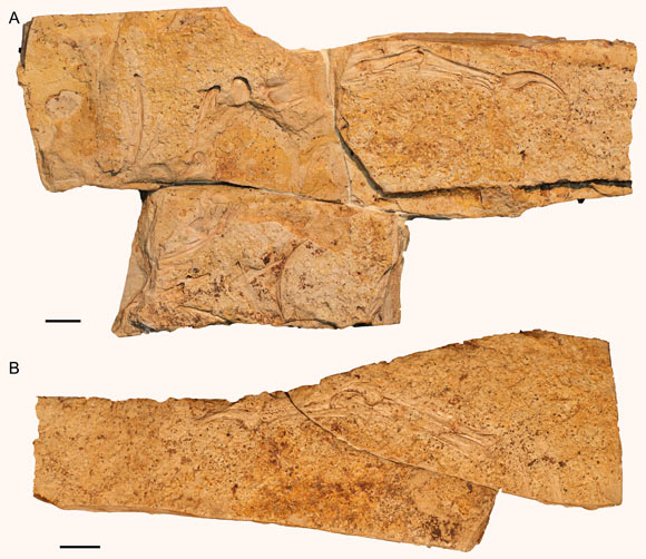 Holotype of Migmanychion laiyang: (A) counterslab; (B) slab. Scale bar - 2 cm. Image credit: Wang et al., doi: 10.1016/j.cretres.2023.105605.