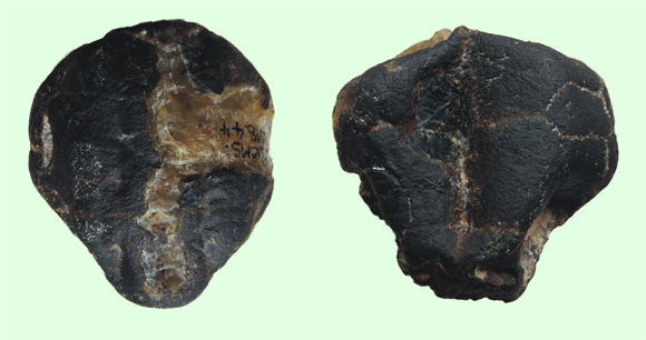 The 127-million-year-old partial skeleton of Eodortoka cf. morellana from the Wessex Formation, the Isle of Wight, the United Kingdom. Image credit: Jacobs et al., doi: 10.1016/j.cretres.2023.105590.