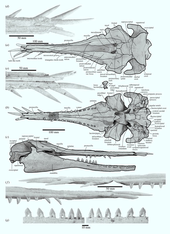 Skull of Nihohae matakoi in (a) dorsal, (b) ventral and (c) lateral right views, coated with sublimed ammonium chloride, overlaid with line drawing. Image credit: Coste et al., doi: 10.1098/rspb.2023.0873.