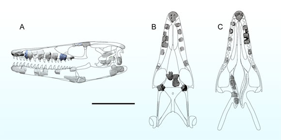 Schematic reconstruction of the skull of Sarabosaurus dahli showing preserved elements in (A) lateral, (B) dorsal, and (C) ventral views. Scale bar - 10 cm. Image credit: Polcyn et al., doi: 10.1016/j.cretres.2023.105621.