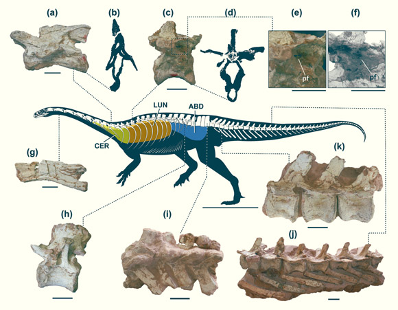 Skeletal reconstruction of the unaysaurid sauropodomorph Macrocollum itaquii showing vertebral elements along the spine and putative reconstruction of the air sac systems involved. Image credit: Aureliano et al., doi: 10.1002/ar.25209.