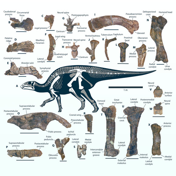 Gonkoken nanoi, skeletal anatomy. Image credit: Alarcón-Muñoz et al., doi: 10.1126/sciadv.adg2456.