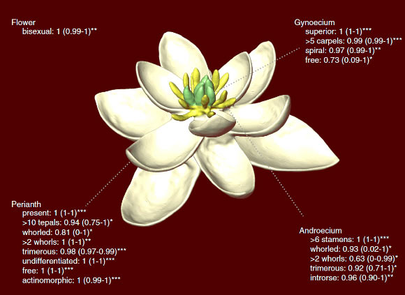 3D model of the ancestral flower reconstructed by the eFLOWER team. Image credit: Sauquet et al, doi: 10.1038/ncomms16047.