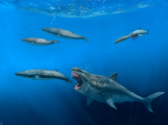 Otodus megalodon. Image credit: J.J. Giraldo.