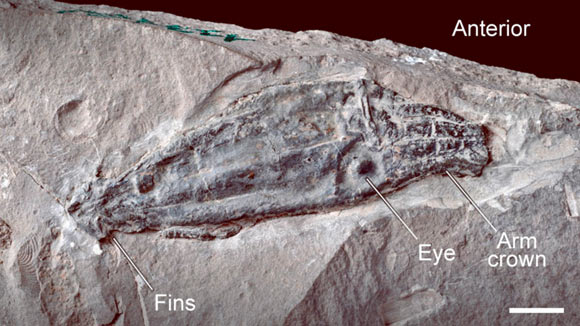 The specimen of Vampyrofugiens atramentum showing the 3D preservation of the mineralized soft tissue. Scale bar - 1 cm. Image credit: Rowe et al., doi: 10.1002/spp2.1511.