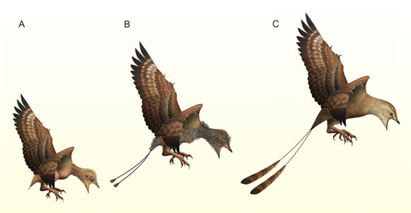 Hypothetical molt cycle in juvenile enantiornithine birds: (A) hatchling bird with sparse natal body plumage; (B) rapid molt; (C) juvenile with juvenal plumage including fully developed rachis dominated feathers. Image credit: O’Connor et al., doi: 10.1016/j.cretres.2023.105572.