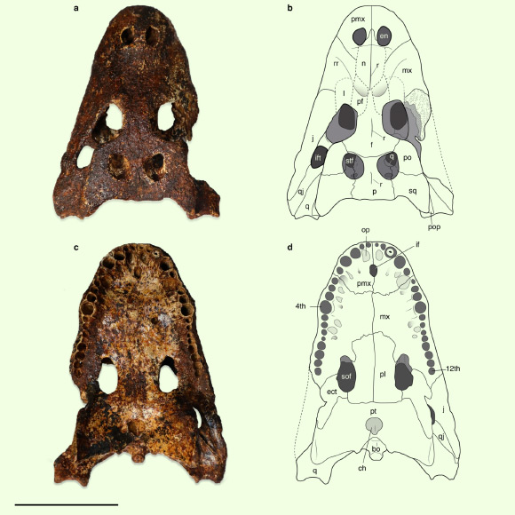 Skull of Alligator munensis, holotype. Scale bar - 10 cm. Image credit: Darlim et al., doi: 10.1038/s41598-023-36559-6.