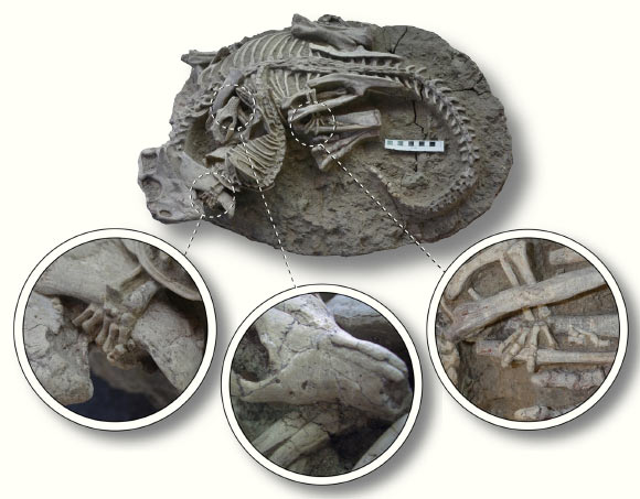 Psittacosaurus lujiatunensis-Repenomamus robustus pair locked in mortal combat. Insets depict (left to right): hand of the mammal wrapped around the lower jaw of the dinosaur, teeth of the mammal embedded in forearm of the dinosaur, hind foot of the mammal wrapped around lower hindlimb of the dinosaur. Scale bar - 10 cm. Image credit: Han et al., doi: 10.1038/s41598-023-37545-8.