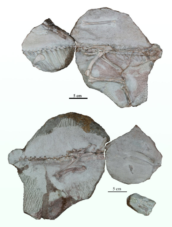 Holotype of Minimocursor phunoiensis. Image credit: Manitkoon et al., doi: 10.3390/d15070851.