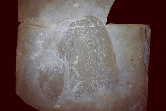 Slab showing one large and one small bell-shaped specimens of Burgessomedusa phasmiformis. Image credit: Jean-Bernard Caron, Royal Ontario Museum.