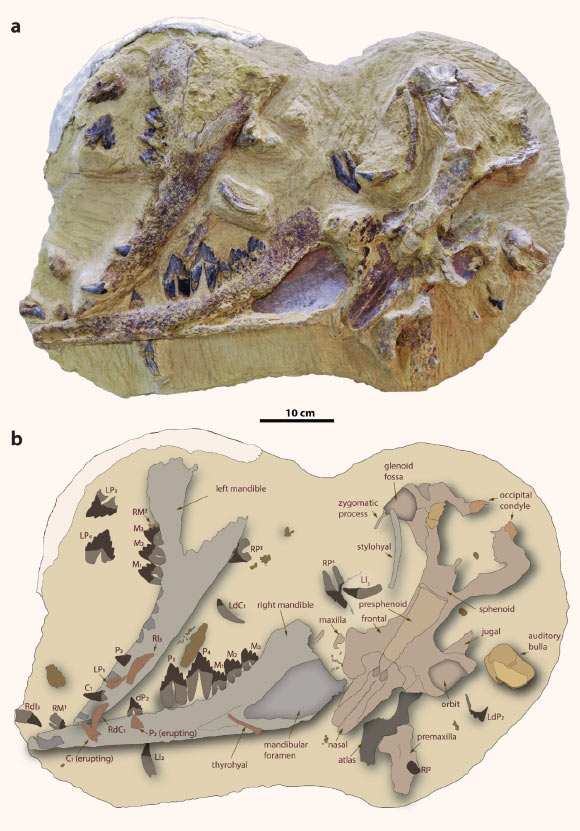 Photograph (a) and corresponding explanatory line drawing (b) of the block containing the holotype specimen of Tutcetus rayanensis. Image credit: Antar et al., doi: 10.1038/s42003-023-04986-w.