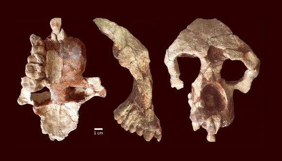 The partial skull of female Anadoluvius turkae. Image credit: Sevim-Erol et al., doi: 10.1038/s42003-023-05210-5.