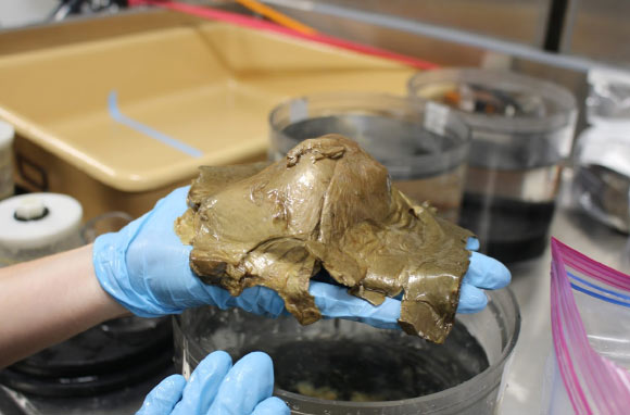 The specimen was photographed in the wet lab on NOAA Ship Okeanos Explorer. Image credit: NOAA Ocean Exploration, Seascape Alaska.