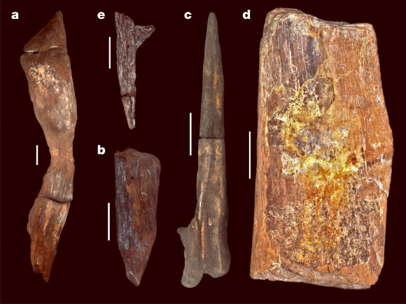 Modified wood tools from Kalambo Falls, Zambia. Image credit: Barham et al., doi: 10.1038/s41586-023-06557-9.