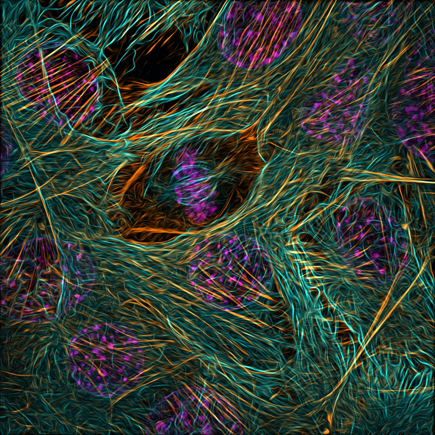 An image of a myoblast seen at 63 times magnification divided in two.