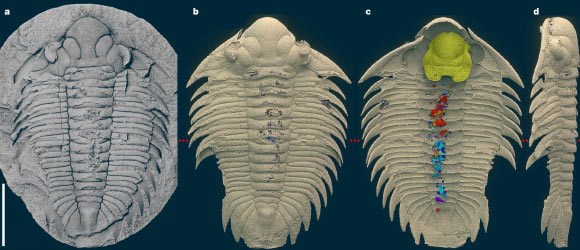 Bohemolichas incola. Scale bar - 10 mm. Image credit: Kraft et al., doi: 10.1038/s41586-023-06567-7.