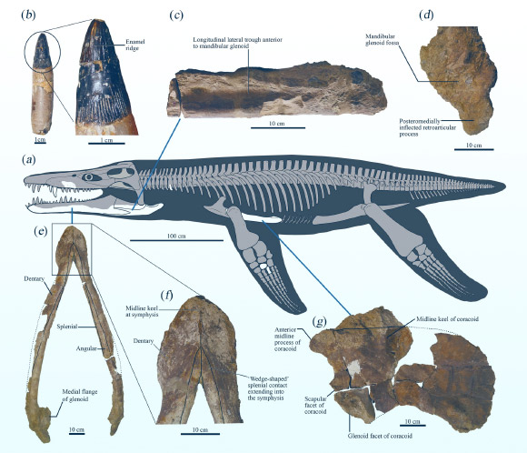 Skeletal remains of the holotype of Lorrainosaurus keileni. Image credit: Sachs et al., doi: 10.1038/s41598-023-43015-y.