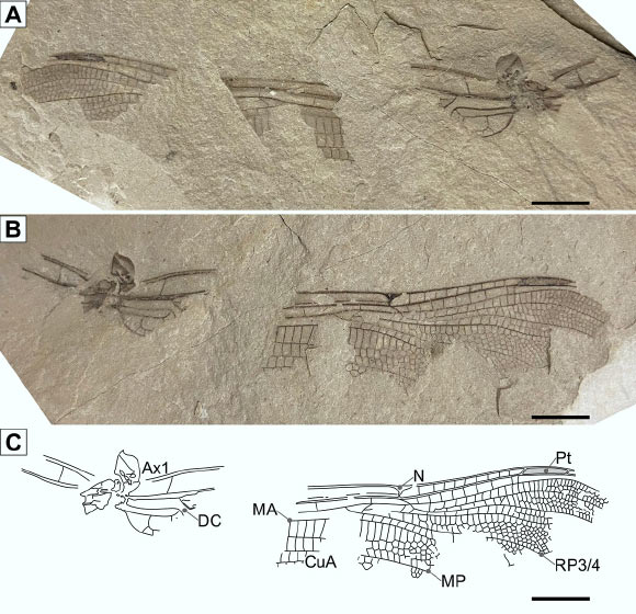 Part (a), counterpart (b) and line drawing (c) of a fossilized partial forewing -- only the fourth specimen of the Rhaetian Liassophlebiidae -- belonging to the damsel-dragonfly Liassophlebia sp. Parts of the wing are missing, including a large area towards the tapered end. The veins in the wing are of different thickness, with the thickest veins along the top edge. Image credit: Swaby et al., doi: 10.1080/08912963.2023.2261957.