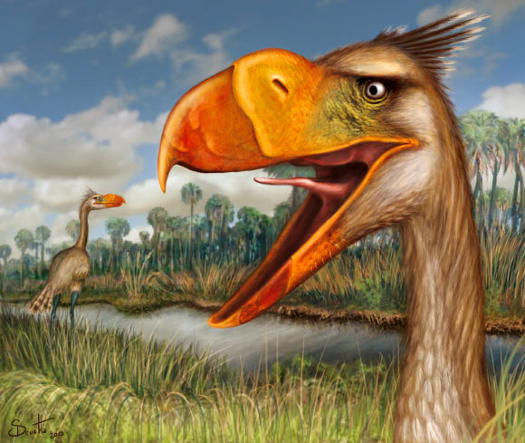 Llallawavis scagliai, a species of terror bird that lived in what is now Argentina during the Pliocene epoch, around 3.5 million years ago. Image credit: H. Santiago Druetta.