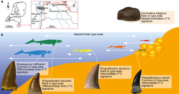 Holwerda et al. apply three-dimensional dental microwear texture analysis to provide quantitative dietary constraints for type-Maastrichtian mosasaurs, and to assess levels of niche partitioning between species. Image credit: Holwerda et al., doi: 10.1038/s41598-023-42369-7.