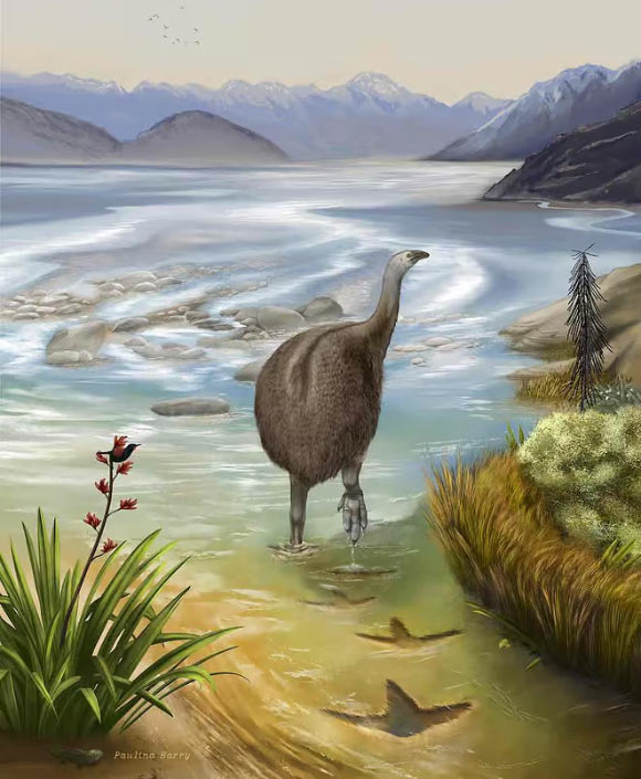 An artist’s impression of the moa which created the Kyeburn footprints. Image credit: Paulina Barry.