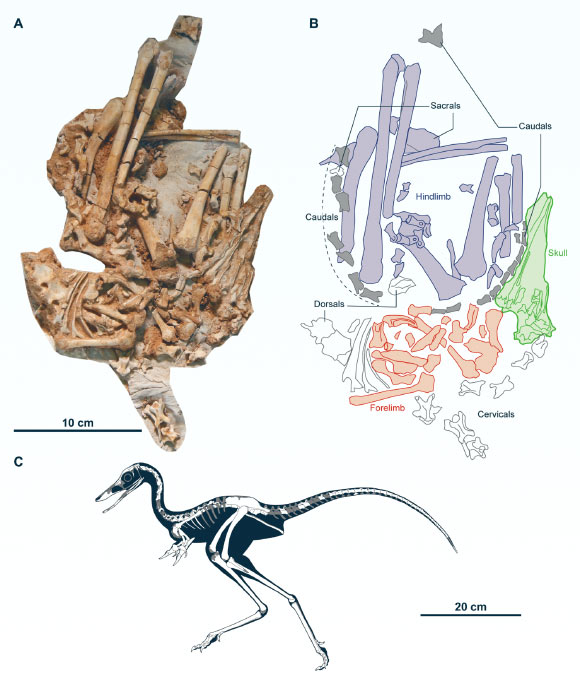 Holotype of Jaculinykus yaruui: (A) photograph of the specimen; (B) explanatory drawing of (A); highlighted areas refer to the indication of the skeletal elements; skull in green, tail in gray, pectoral girdle and forelimbs in red, pelvis and hind limbs in purple; (C) reconstruction of Jaculinykus yaruui; gray areas are missing parts. Image credit: Kubo et al., doi: 10.1371/journal.pone.0293801.