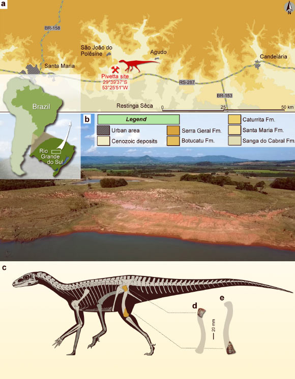 Provenance of Amanasaurus nesbitti: (a) surface distribution of the geologic units in the area depicting the location of the Pivetta site, Brazil; (b) general view of the Pivetta site; (c) hypothetical reconstruction of the skeleton of Amanasaurus nesbitti depicting (in orange) the preserved portions (d and e). Image credit: R.T. Müller & M.S. Garcia, doi: 10.1038/s41598-023-32057-x.