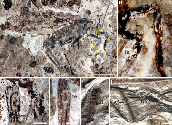 Prophalangopsid and haglid katydids from the Jurassic Daohugou Konservat-Lagerstätte of China. Scale bars - 10 mm in (A), 1 mm in (B-F). Image credit: Xu et al., doi: 10.1073/pnas.2210601119.