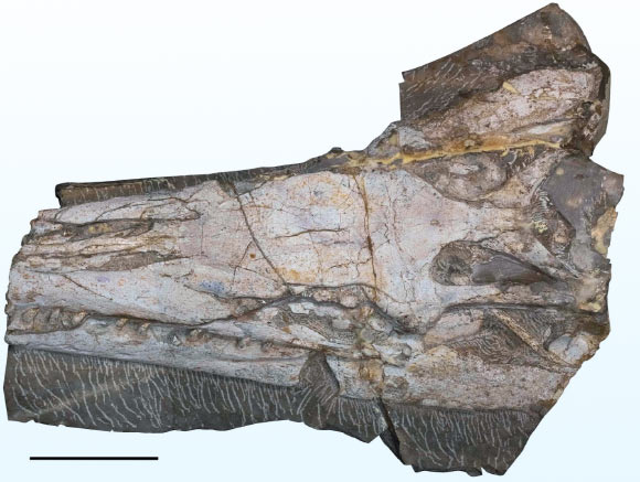 Yaguarasaurus regiomontanus, holotype slab. Scale bar - 10 cm. Image credit: Rivera-Sylva et al., doi: 10.1016/j.jsames.2023.104694.