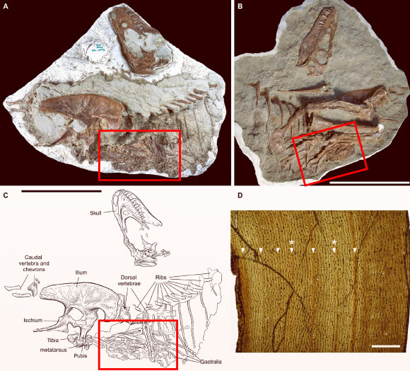 Juvenile Gorgosaurus libratus preserving stomach contents: photographs of specimen in (A) right lateral view and (B) left anterolateral view; (C) interpretive illustration of specimen in right lateral view; skeleton consists of a nearly complete skull, the left side of the body and limbs, and a nearly complete pelvis; red rectangle delineates location of stomach contents; (D) histological photomicrograph of tibia showing the presence of five lines of arrested growths and two annuli (marked by asterisks), indicating that the individual was between 5 and 7 years old. Scale bars - 50 cm in (A-C) and 1 mm in (D). Image credit: Therrien et al., doi: 10.1126/sciadv.adi0505.