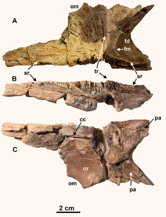 The frontal bone of Gremlin slobodorum. Image credit: Ryan et al.