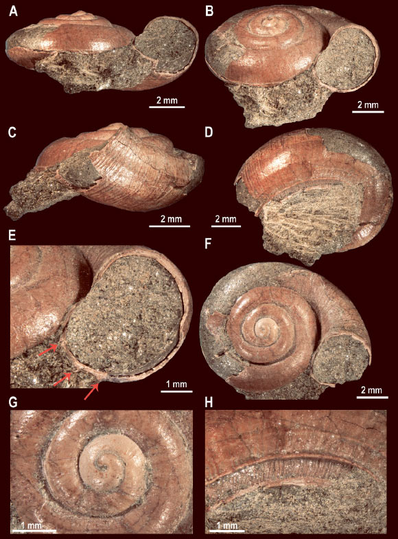 Holotype and only specimen of Ferussina petofiana. Image credit: Páll-Gergely et al., doi: 10.17109/azh.69.4.337.2023.